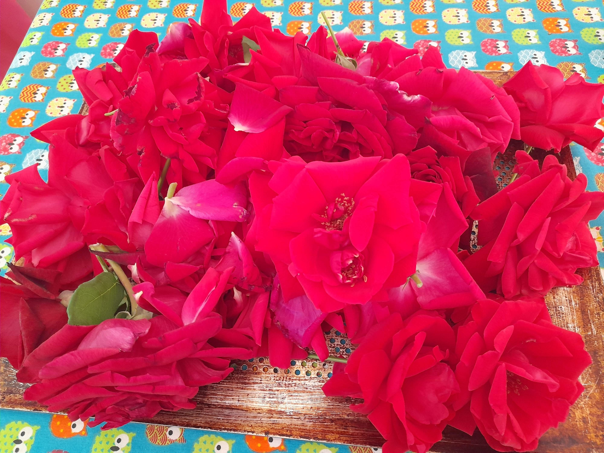 Récolte de roses, Epfig