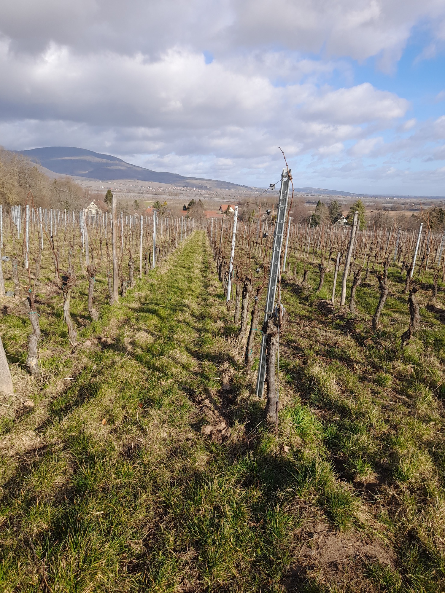 Le vignoble d'Epfig